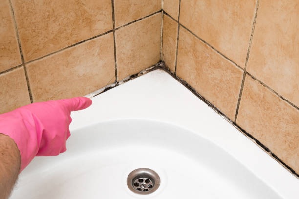 Best Professional Mold Removal  in USA